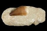 Mosasaur (Prognathodon) Tooth In Rock - Morocco #179331-1